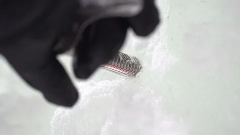Climber hand inserting an ice screw while climbing on snowy mountain 動画素材 73622619