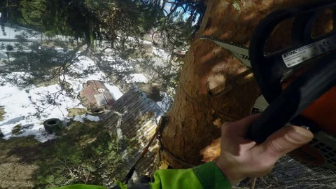 Climber Lumberjack sawing off a piece of tree trunk pov Stock Footage 97408154