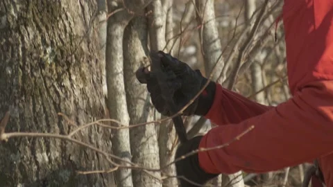 A climber makes insurance for himself, a man insures himself for a tree Stock Footage 171945679
