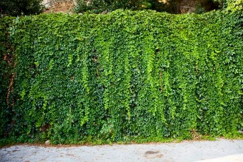 Climber plant wall, Thermopylae, greece Stock Photos