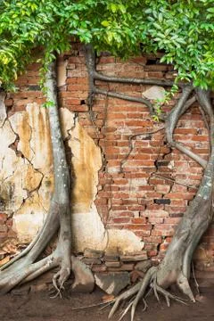 Climber tree on brick wall Stock Photos