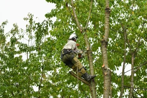 Climber on a tree. Climber on a white background. Arborist man cuts branches  Foto stock