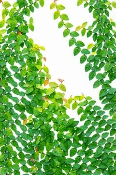 Climber on white wall Stock Photos