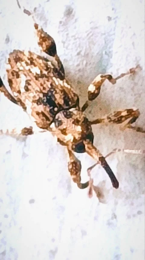 The Climbing Acrobat: A Frog’s Vertical Ascent Stock Footage 277077802