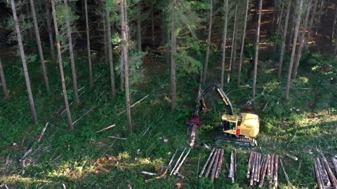 Climbing aerial view of logging machine seperating tree.mov Stock Footage 172559378
