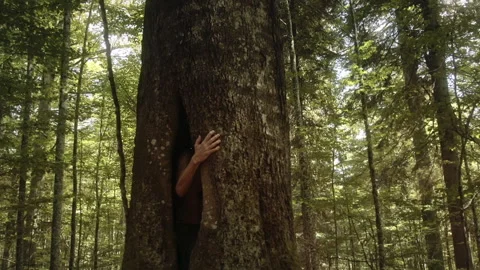 Climbing and exploring trees in bavarian forest national park Stock Footage 325723118