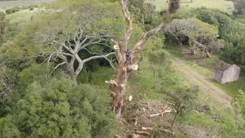 Climbing arborist cutting a huge tree Eucalyptus Globulus Video stock 160702697