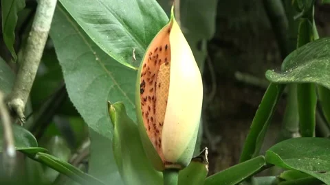 Climbing aroid. Malaysia Stock Footage 132540414