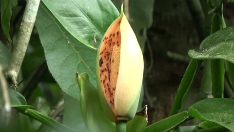 Climbing aroid. Malaysia Stock Footage 132540433