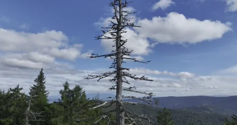 Climbing around a dead tree in a beautiful landscape. Stock Footage 327450942