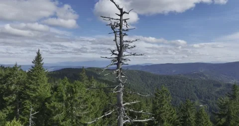 Climbing around a dead tree in a picturesque landscape. Stock Footage 327447330