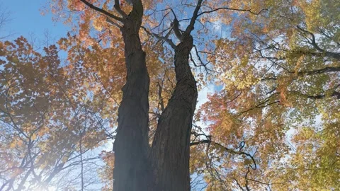 Climbing an autumn Tree Stock Footage 263498802