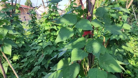 Climbing bean plants thrive in a sunlit garden. Stock Footage 341846034