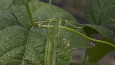 Climbing Beans in Autumn Stock Footage 88956553