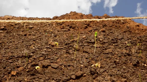 Climbing Beans germinating Timelapse in vegetable garden Stock Footage 53337564