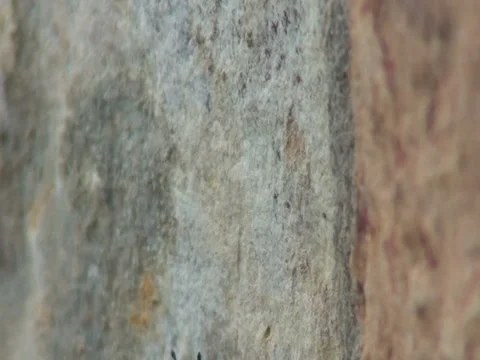 Climbing beetle Stock Footage 942056