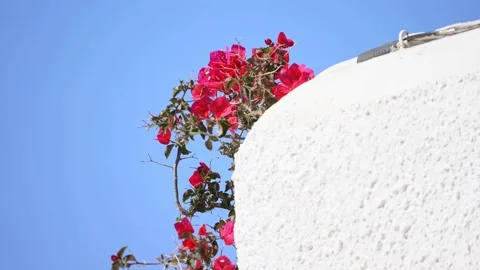 Climbing Bougainvillea Stock Footage 222130666