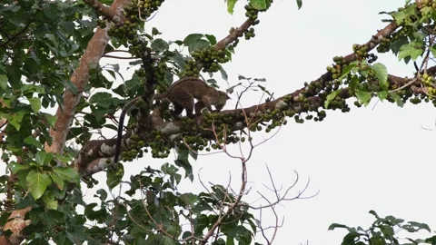 Climbing a branch going to the right as it looks for the best ripened Stock Footage 253994936