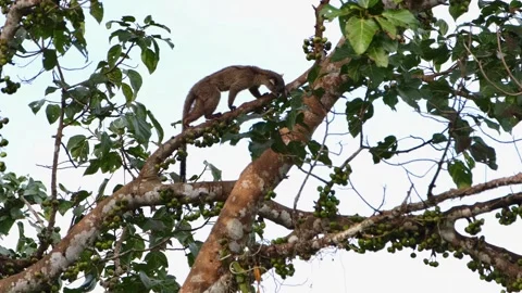 Climbing the branch moving up to the right looking for the best fruit to Stock Footage 267843793