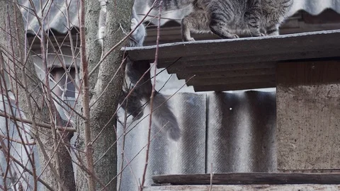 Climbing up cat Stock Footage 121619395