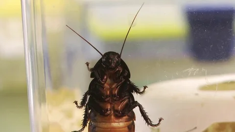 Climbing cockroach Video stock 78155262