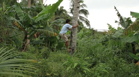 Climbing coconut tree Stock-Footage 47462818