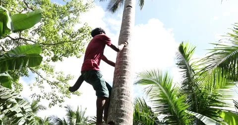 Climbing a Coconut Tree Stock Footage 279269869