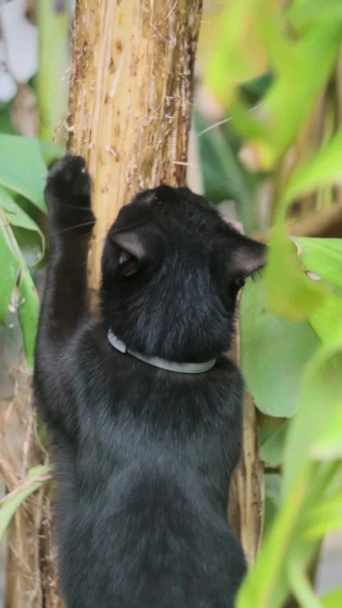 Climbing Feline Stock Footage 282339190