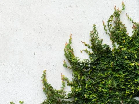 Climbing fig on concreat wall Stock Photos