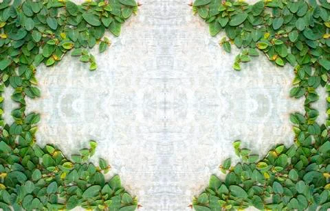 Climbing fig Stock Illustration