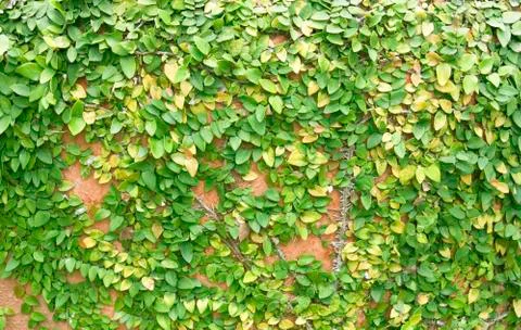 Climbing fig Stock Photos