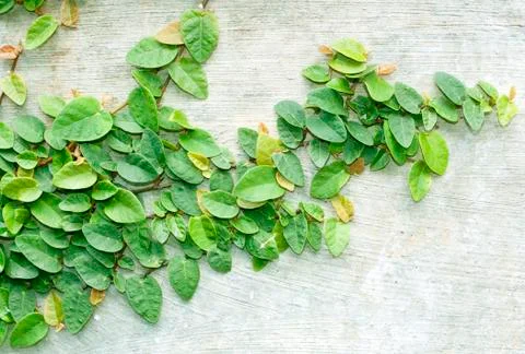 Climbing fig Stock Photos