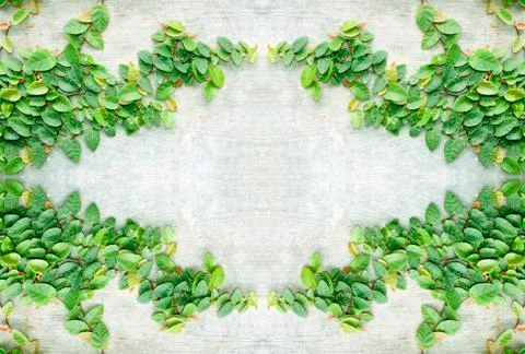 Climbing fig Stock Photos