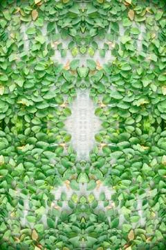 Climbing fig Foto stock