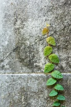 Climbing Fig Stock Photos