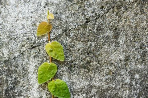 Climbing Fig Stock Photos