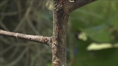 Climbing fire ants Stock Footage 133203541