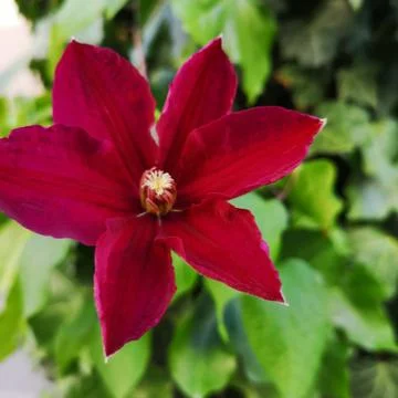 Climbing flower Foto stock
