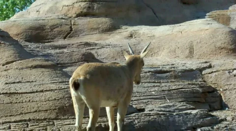 Climbing 스톡 동영상 512184