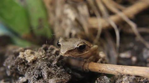 Climbing Frog Stock Footage 48524667