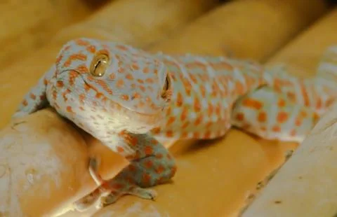 Climbing gecko Stock Photos