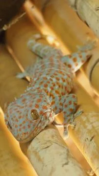 Climbing gecko Stock Photos