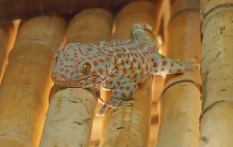 Climbing gecko Stock Photos