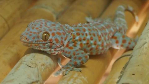 Climbing gecko Stock Photos