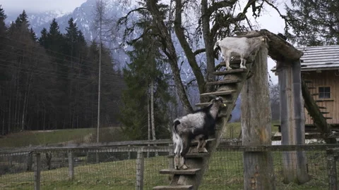 Climbing goats Stock Footage 235482648