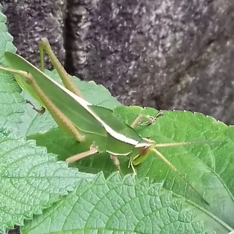 Climbing Grasshopper Stock Footage