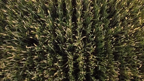 Climbing to a height above the wheat field at dinner. Stock Footage 134247447
