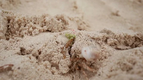 Climbing Hermit Crab Stock Footage 108642794