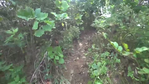Climbing the hill through the bushes, making my way through the thickets. Stock Footage 146898686