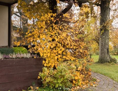 Climbing hydrangea in autumn Stock Photos